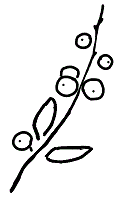 Bacche da Siepe